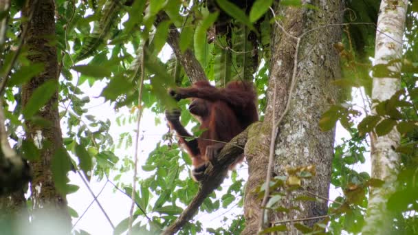 Dorosła Kobieta Orangutan Robi Przerwę Drzewie Rozgląda Się Wokół Niej — Wideo stockowe