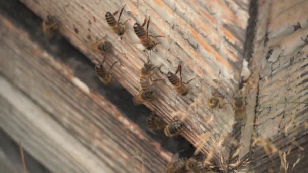 Las Abejas Llegan Colmena Con Polen Desaparecen Cámara Lenta — Vídeo de stock