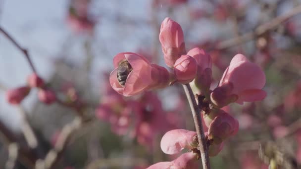 Gros Plan Sur Une Abeille Butinant Une Fleur Rose — Video