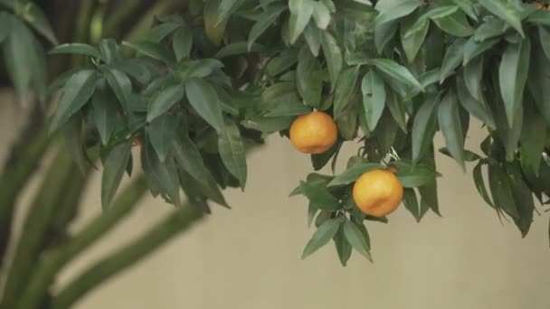 Viento Golpeando Naranjo — Vídeos de Stock