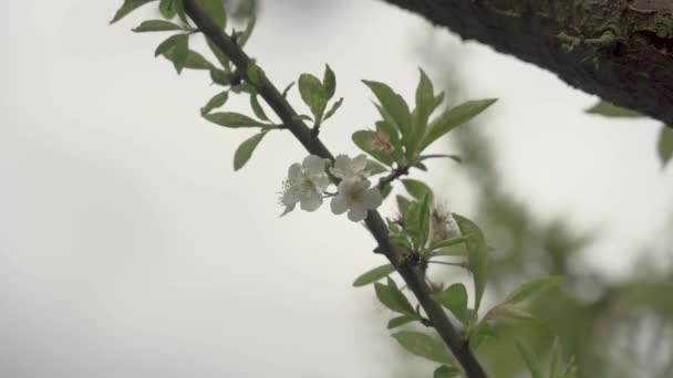 Kleine Witte Bloem Een Tak — Stockvideo