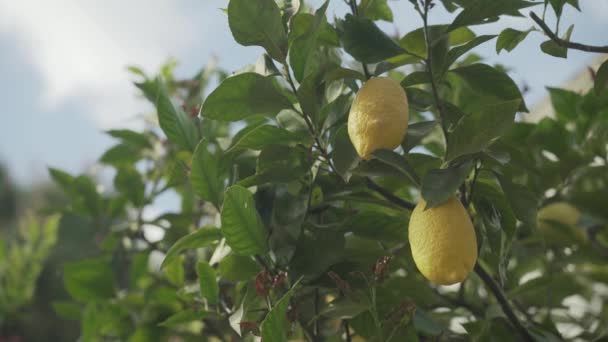 Zitronenbaum Mit Vielen Zitronen — Stockvideo
