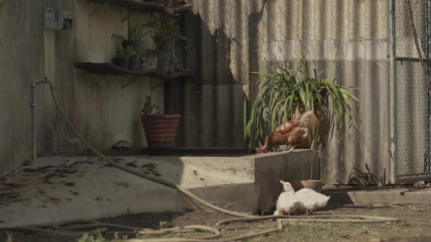 Poulet Canards Oies Eau Potable Dans Une Petite Ferme — Video