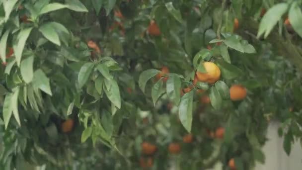 Mandarinenbaum Einem Windigen Tag — Stockvideo