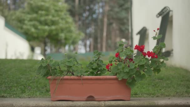 Öntözni Egy Virágcserepet Egy Házban — Stock videók