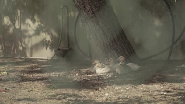 鸭子和鹅在一个小农场休息 — 图库视频影像