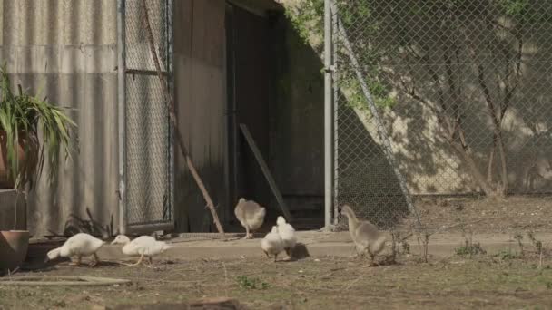 Patos Gansos Jóvenes Una Pequeña Granja — Vídeos de Stock