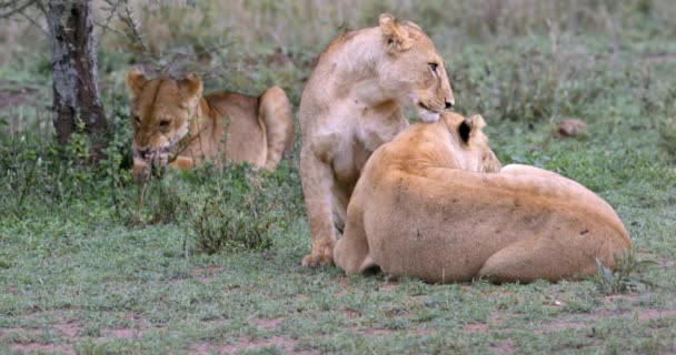 Serengeti_Pride Lions Cleaning Each Other Tree — Stock Video