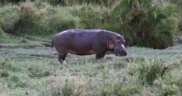 Serengeti Hippopotamus Con Oxpecker Espalda Mirando Cámara — Vídeos de Stock