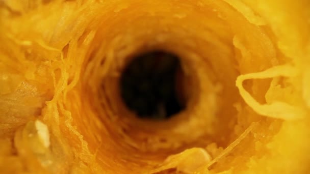 Starting Core Cored Out Gourd Moving Core Great Macro View — Stock Video