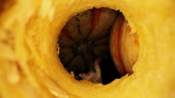 노끈이 추수감사절 호리병박 내부의 반쪽을 꺼내어 드러내는데 하나는 줄기에 거꾸로 — 비디오