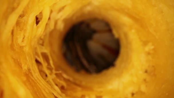 Pulling Back Interior Cored Out Gourd Great Macro Interior Gourd — Stock Video