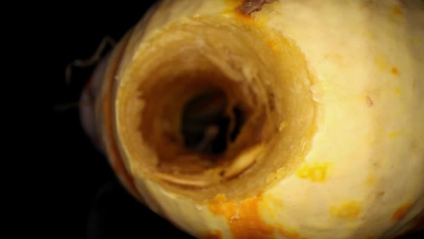 Kabak Deliğin Kenarının Son Derece Büyütülmüş Görüntüsü Olan Kabak Kabağının — Stok video