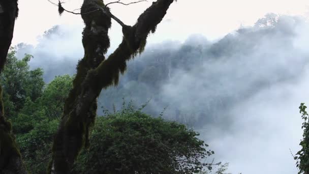 雲はすぐにスペインの苔で覆われた木を通過 — ストック動画