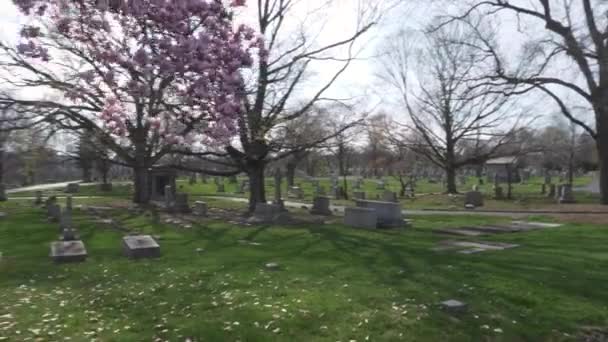 Schwenken Einen Wunderschönen Magnolienbaum Mit Großen Rosafarbenen Blumen Die Einem — Stockvideo