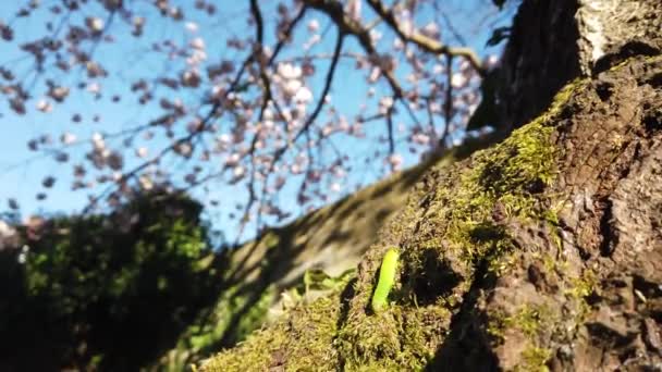 Bruco Verde Che Striscia Alla Base Ciliegio Con Fiore Sullo — Video Stock