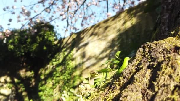 Strzał Zielonej Gąsienicy Czołgającej Się Wśród Roślinności Ogrodzie Wiosną — Wideo stockowe