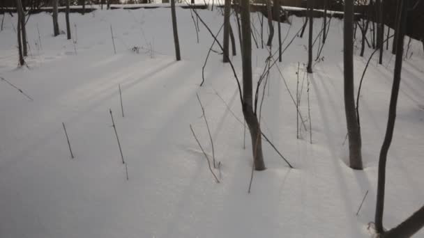 Fältet Täckt Tjock Vit Snö Med Skalliga Träd Vintern Panorering — Stockvideo