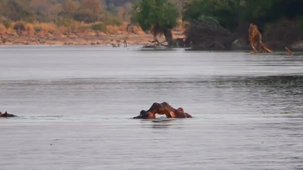 Dos Hipopótamos Peleando Gran Río — Vídeos de Stock