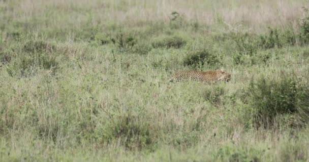 Leopardos Madre Cachorro Caminando Través Hierba Alta — Vídeos de Stock