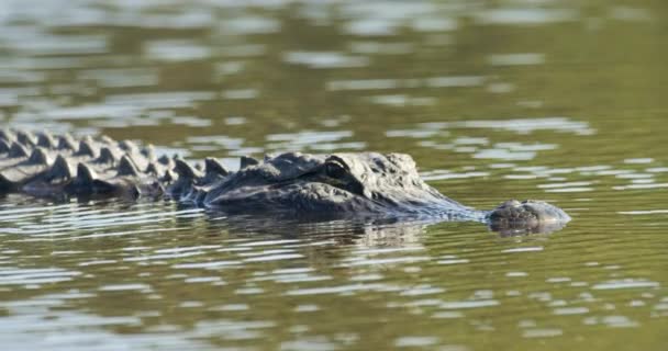 Alligator Zit Volledig Stil Kabbelend Water — Stockvideo