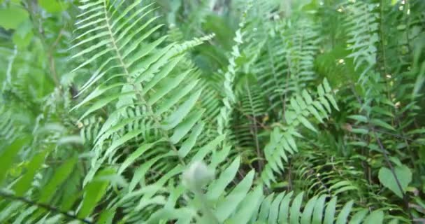 Florida Everglades Far Scorrere Passato Fern Foglie — Video Stock