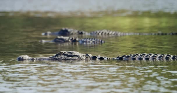 Aligator Powoli Mija Dwa Stacjonarne Aligatory Nieruchomej Wodzie — Wideo stockowe