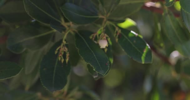 Nahaufnahme Eines Gelben Obstbaums Mit Grünen Blättern Die Sonnenstrahlen Reflektieren — Stockvideo