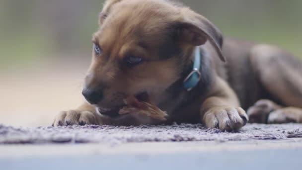 Kelpie Cachorro Masticar Relajarse Una Estera — Vídeos de Stock