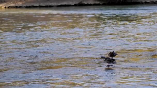 Slow Motion Shot Two Ducks Standing Rock Tiber River — Stock Video