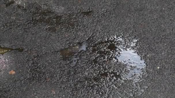 Static View Rain Falling Small Puddle Concrete Reflects Light Sky — Stock Video