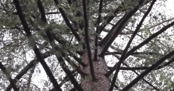 Статический Вид Ствол Ветви Хвойного Дерева Дождем Фоне Серого Яркого — стоковое видео