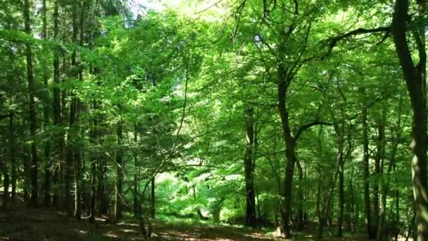 Движение Вперед Зеленом Лесу Яркий Солнечный День — стоковое видео