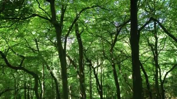 Einem Grünen Hellen Wald Der Sich Bis Die Baumkronen Erhebt — Stockvideo