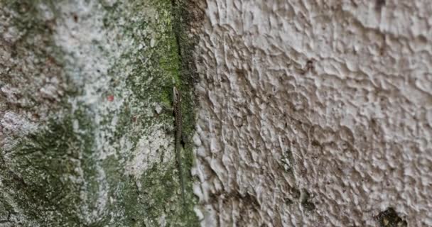 Italiensk Väggödla Podarcis Sicula Familjen Lacertidae Mossformad Bergvägg Närbild Skott — Stockvideo