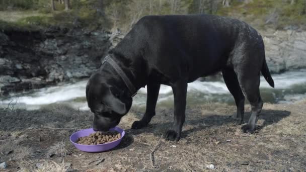 一条狗在河边吃东西 — 图库视频影像