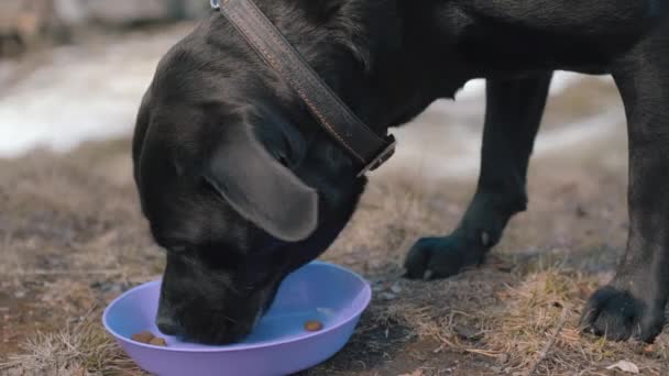 Een Close Van Een Hond Die Voedsel Eet Naast Een — Stockvideo