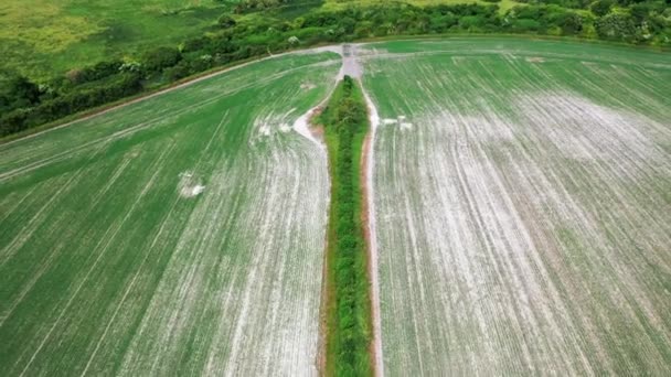 Luftaufnahme Eines Bepflanzten Feldes Mit Hecke Der Mitte Hellen Tag — Stockvideo