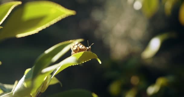 Schmetterling Fliegt Zeitlupe Von Einem Kleinen Blatt Weg — Stockvideo