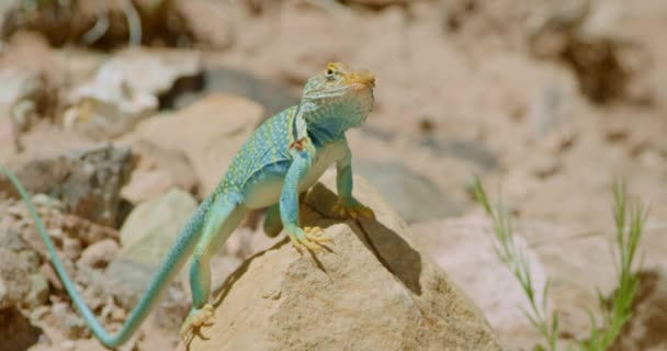 Collared Lizard Κοιτάζοντας Κάμερα Μέσα Από Θερμότητα Υπογραφές — Αρχείο Βίντεο