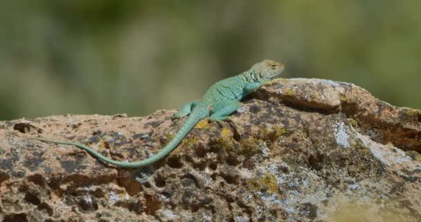 Προφίλ Του Collared Lizard Στην Κορυφή Του Μόσχου Βράχου — Αρχείο Βίντεο
