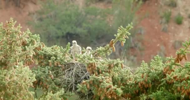 Bebé Halcones Cola Roja Nido Parte Superior Del Pino Viento — Vídeo de stock