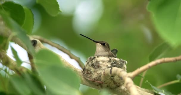 Hummingbird Nido Circondato Rami Che Soffiano — Video Stock