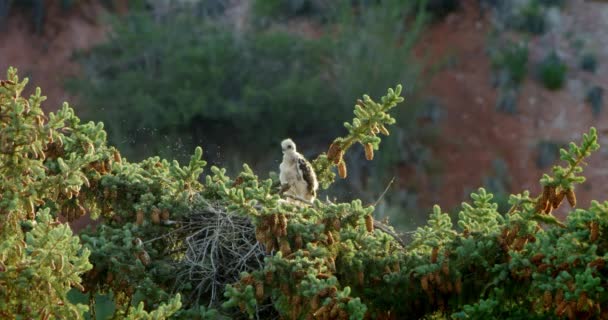 Rotschwanz Falkenbaby Steht Nest Auf Baumwipfel Umgeben Von Fliegen — Stockvideo