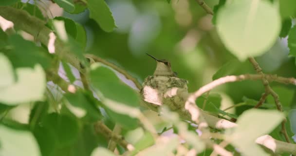 Kolibrie Nest Boomtop Vliegt Weg — Stockvideo