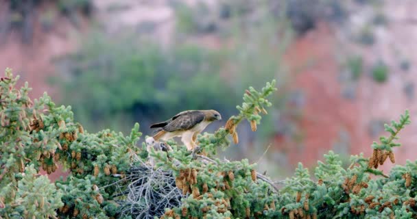 红尾鹰与幼鸟在松树树梢筑巢 — 图库视频影像
