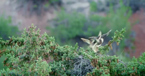 Red Tailed Hawk Nest Screeching Bluebird — Stock Video