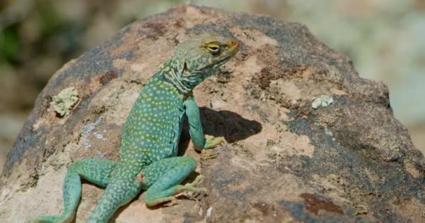 Medium Shot Collared Lizard Mohás Sziklán Félrenéz Kamerától — Stock videók