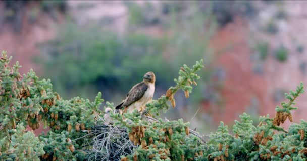 Rotschwanzfalke Nest Auf Baumwipfel Kreischt — Stockvideo