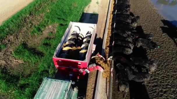 Drone Disparo Como Tractor Está Tirando Carro Alimentación Mientras Alimenta — Vídeo de stock